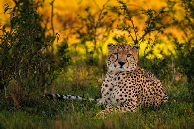 041 Masai Mara.jpg
